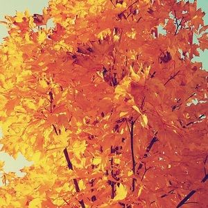 Meet your Posher, Daisy